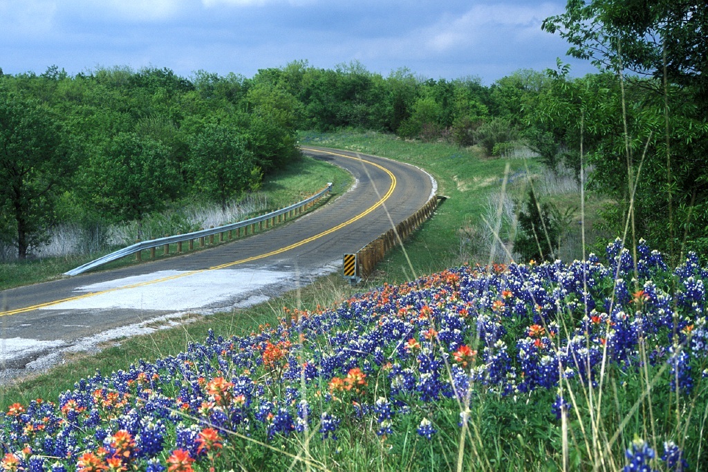Wildflowers bloom along a rural road. Chase A. Fountain, © Texas Parks and Wildlife Department