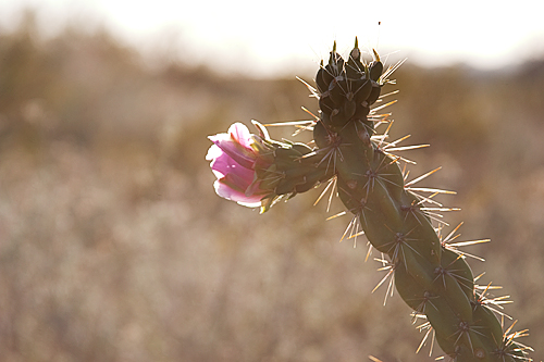 Cholla in bloom. Big Bend Country, Texas. Photograph by Valerie Asensio.