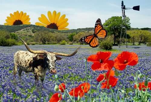 You won't find this scene, but you'll find the latest sighting locations of wildflowers on Texas roads using TxDOT's new interactive map.