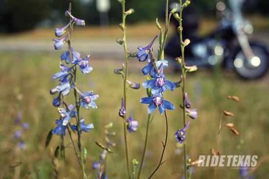 Roadside larkspur on US 69 in the heart of the Texas Forest Trail.