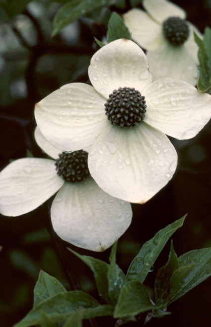 Palestine is famous for its blooming dogwoods. This edition includes a Dogwoods trail map and GO Plan.