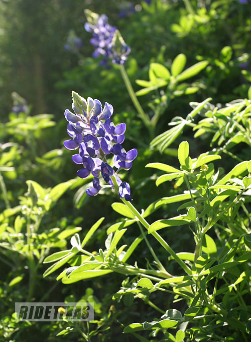 Texas' most iconic wildflower, the bluebonnet has a short, but stunning peak blooming season along roadsides across the state. 