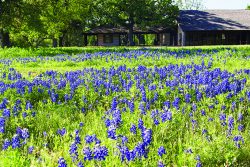 Bluebonnets on Freewheelin' Fredericksburg Ride