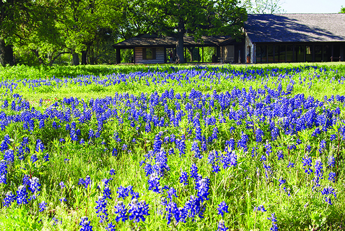 Bluebonnets on Freewheelin' Fredericksburg Ride