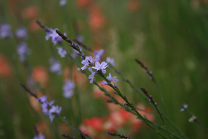 Texas vervain. Photograph by William M. Hendryx.